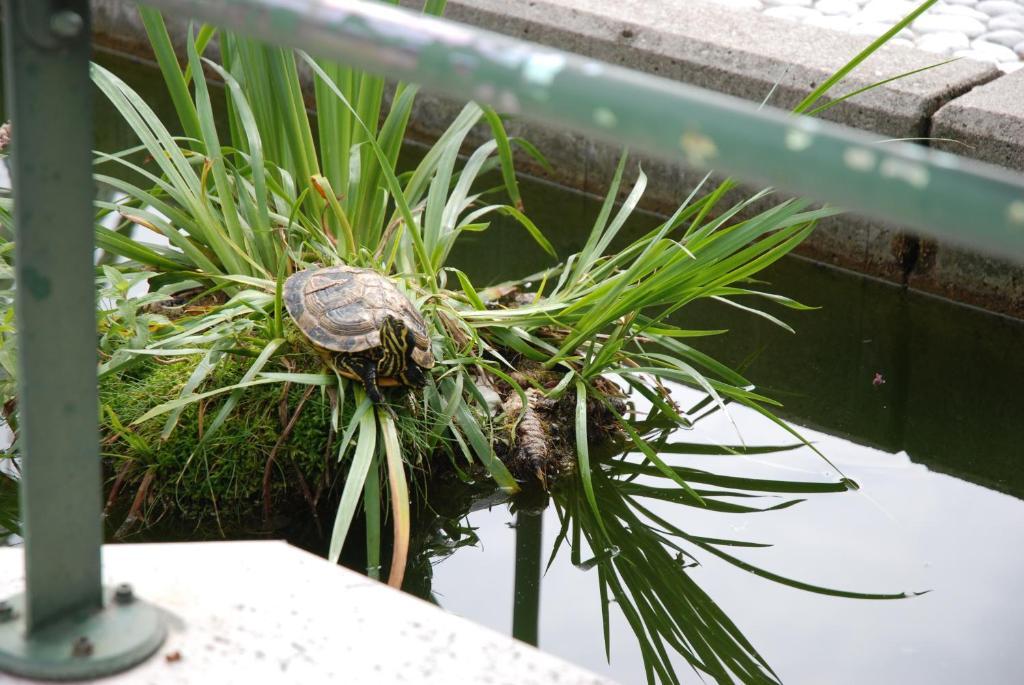 Al Giardino Hotel Fanna Kültér fotó